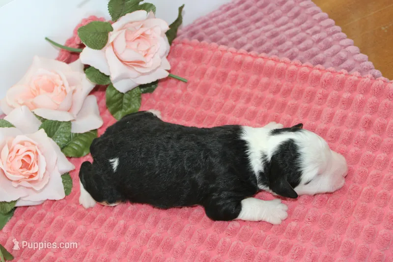 Leslie – Miniature Bernedoodle puppy for sale in Edon, OH