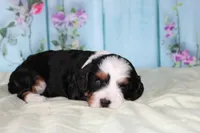 Jenny, a female Cavapoo for sale in Edon, OH – 2 of 7