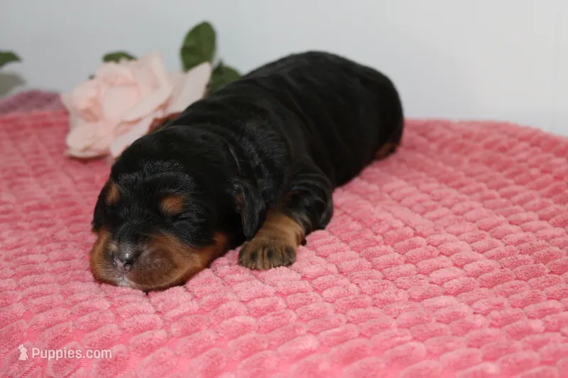lyla – Miniature Bernedoodle puppy for sale in Edon, OH