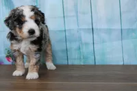 mack, a male Miniature Bernedoodle for sale in Edon, OH – 3 of 10