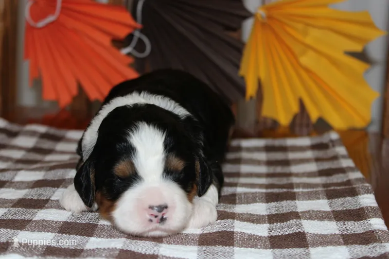 Christian – Miniature Bernedoodle puppy for sale in Edon, OH