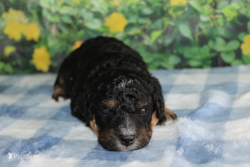 mike – Miniature Bernedoodle puppy for sale in Edon, OH