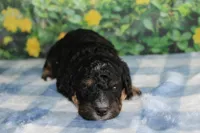 mike, a male Miniature Bernedoodle for sale in Edon, OH – 7 of 8