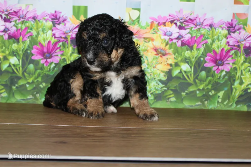 mike – Miniature Bernedoodle puppy for sale in Edon, OH