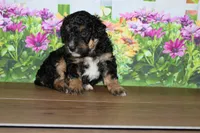 mike, a male Miniature Bernedoodle for sale in Edon, OH – 5 of 8