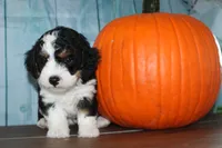 marshal, a male Miniature Bernedoodle for sale in Edon, OH – 5 of 10