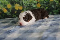 melena , a female Miniature Bernedoodle for sale in Edon, OH – 6 of 8