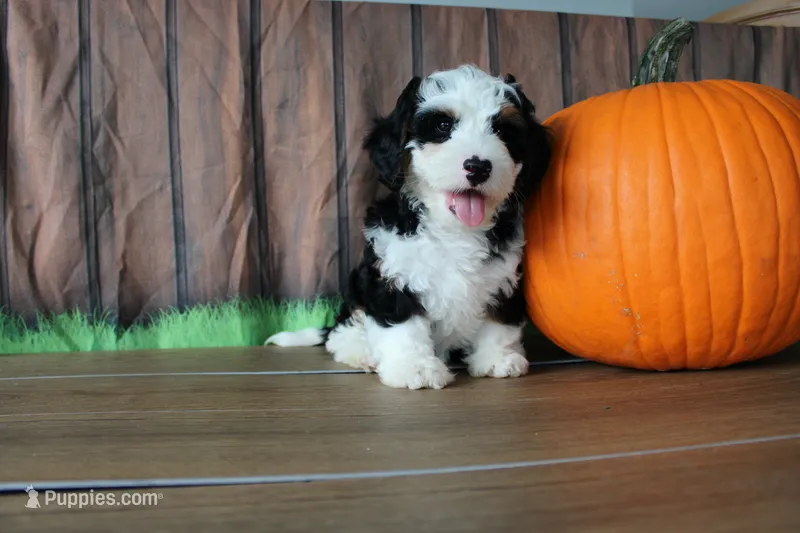 Benjie – Miniature Bernedoodle puppy for sale in Edon, OH