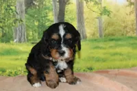 sammy, a male Cavapoo for sale in Edon, OH – 2 of 4