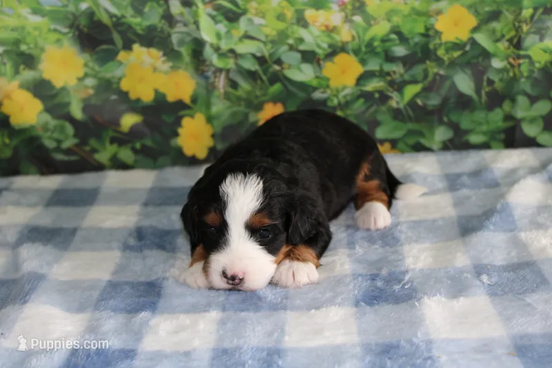 Mara – Miniature Bernedoodle puppy for sale in Edon, OH