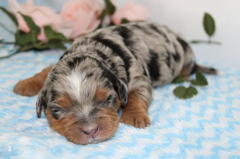 Maveric – Miniature Bernedoodle puppy on hold in Edon, OH
