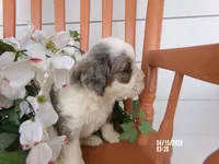 Jase, a male Miniature Bernedoodle for sale in Edon, OH – 7 of 7