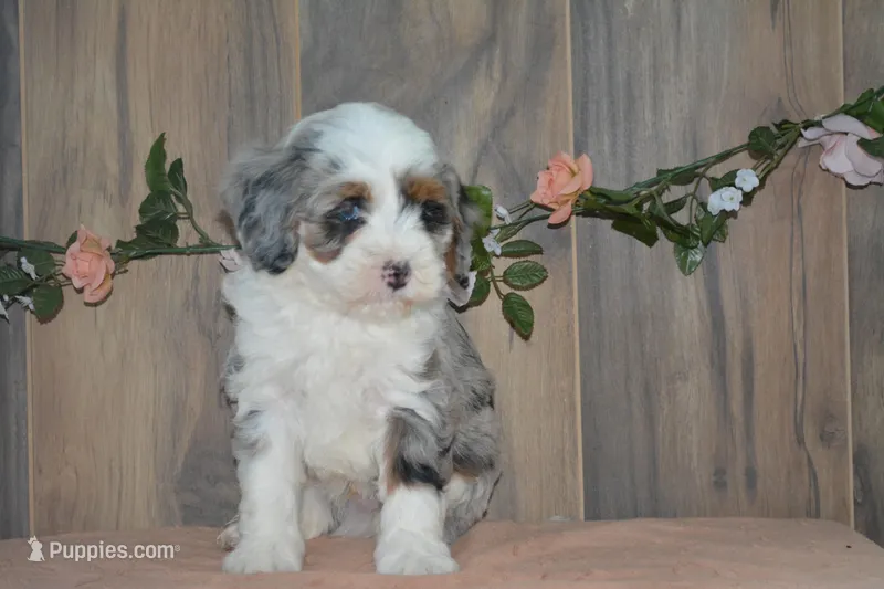 Jase – Miniature Bernedoodle puppy for sale in Edon, OH