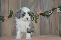 Jase, a male Miniature Bernedoodle for sale in Edon, OH – 1 of 7