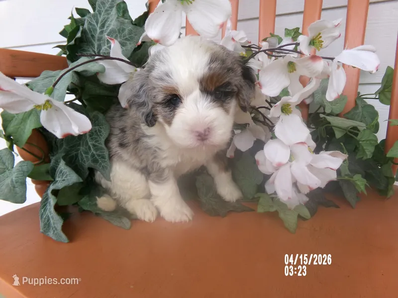 Jase – Miniature Bernedoodle puppy for sale in Edon, OH