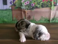 Jase, a male Miniature Bernedoodle for sale in Edon, OH – Photo 4 of 4