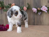 Jase, a male Miniature Bernedoodle for sale in Edon, OH – 4 of 7