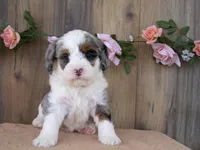 Jase, a male Miniature Bernedoodle for sale in Edon, OH – 5 of 7