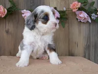 Jase, a male Miniature Bernedoodle for sale in Edon, OH – 6 of 7
