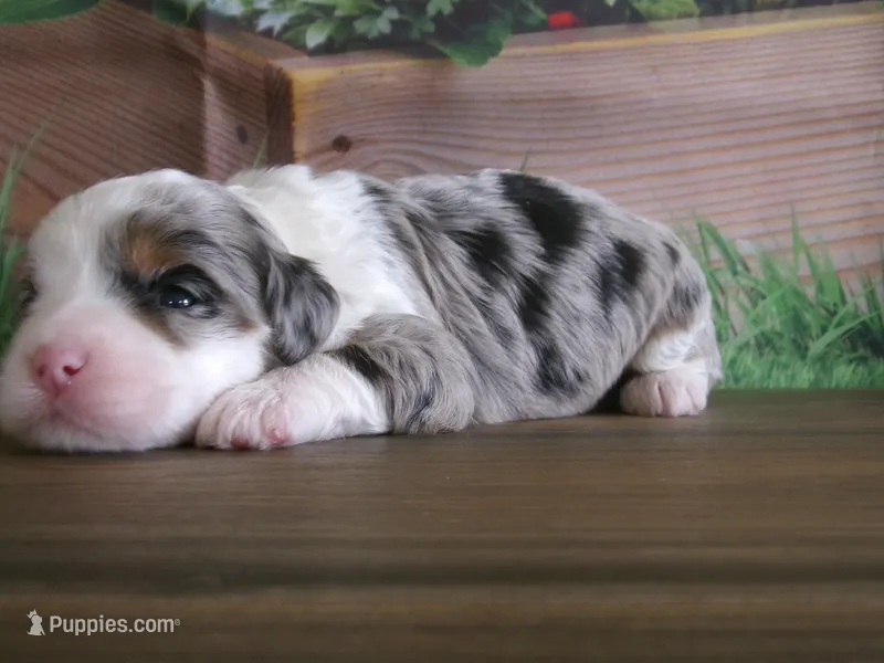 Jase – Miniature Bernedoodle puppy for sale in Edon, OH