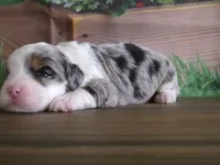 Jase, a male Miniature Bernedoodle for sale in Edon, OH – Photo 1 of 4