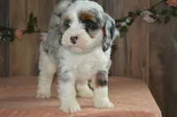 Jase, a male Miniature Bernedoodle for sale in Edon, OH – 2 of 7