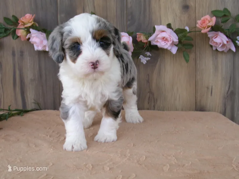 Jase – Miniature Bernedoodle puppy for sale in Edon, OH