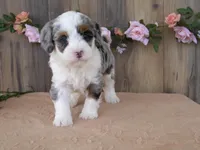Jase, a male Miniature Bernedoodle for sale in Edon, OH – 3 of 7