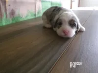 Jase, a male Miniature Bernedoodle for sale in Edon, OH – Photo 3 of 4