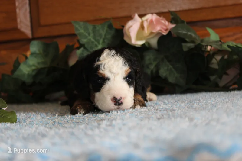 Jackie – Miniature Bernedoodle puppy for sale in Edon, OH