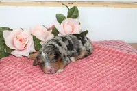 Skylight, a female Miniature Bernedoodle for sale in Edon, OH – 3 of 3