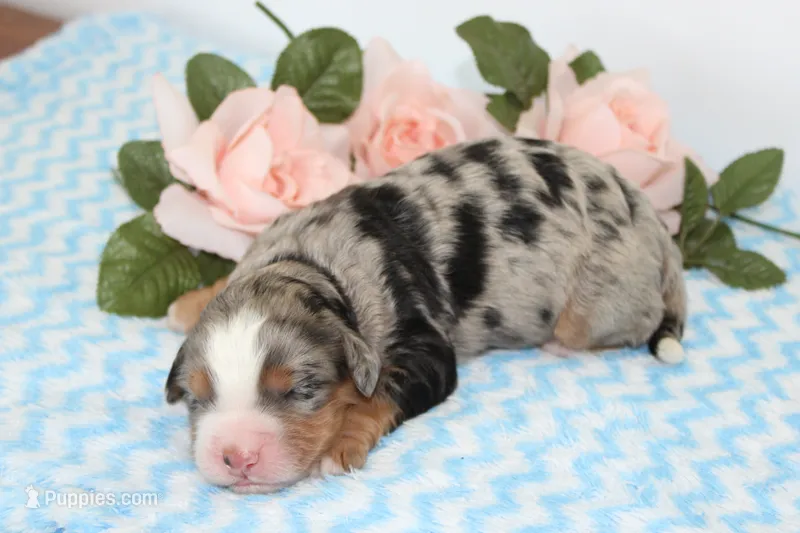 Jazz – Miniature Bernedoodle puppy for sale in Edon, OH
