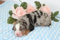 Jazz, a male Miniature Bernedoodle for sale in Edon, OH – 1 of 3