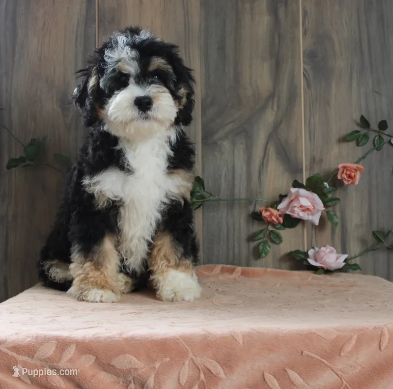Bella – Miniature Bernedoodle puppy for sale in Edon, OH