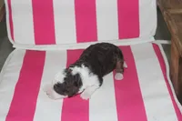 melena , a female Miniature Bernedoodle for sale in Edon, OH – 2 of 3