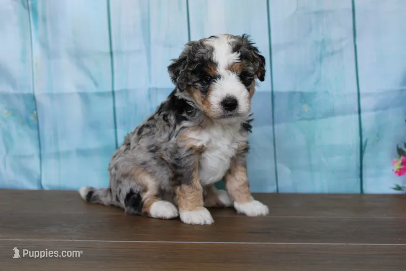 mack – Miniature Bernedoodle puppy for sale in Edon, OH