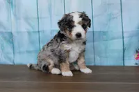 mack, a male Miniature Bernedoodle for sale in Edon, OH – 1 of 10