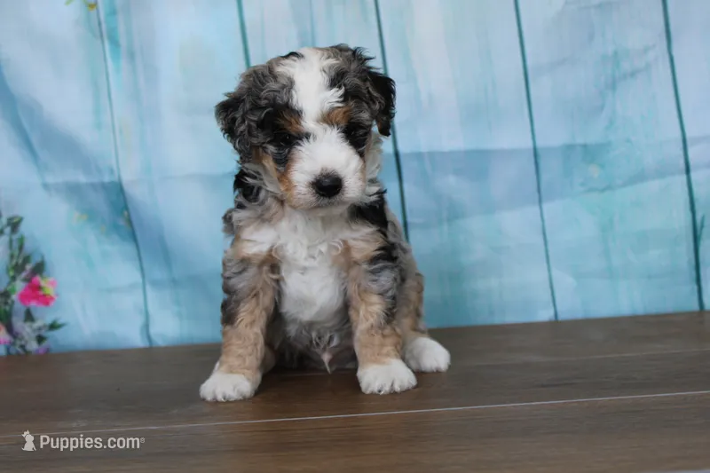 mack – Miniature Bernedoodle puppy for sale in Edon, OH