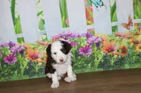 melena , a female Miniature Bernedoodle for sale in Edon, OH – 4 of 8