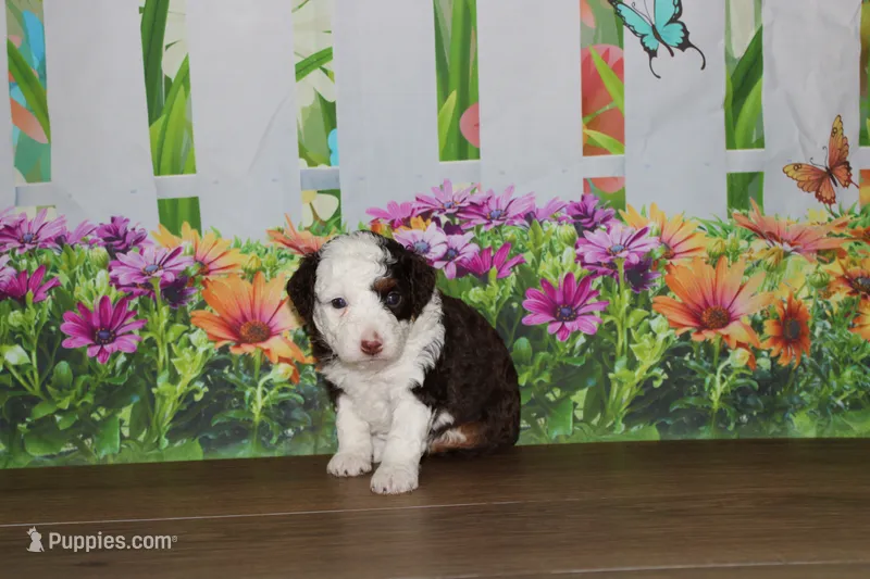 melena  – Miniature Bernedoodle puppy for sale in Edon, OH