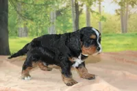 sammy, a male Cavapoo for sale in Edon, OH – 4 of 4