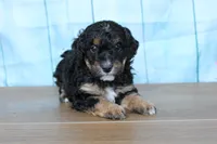 mike, a male Miniature Bernedoodle for sale in Edon, OH – 4 of 8