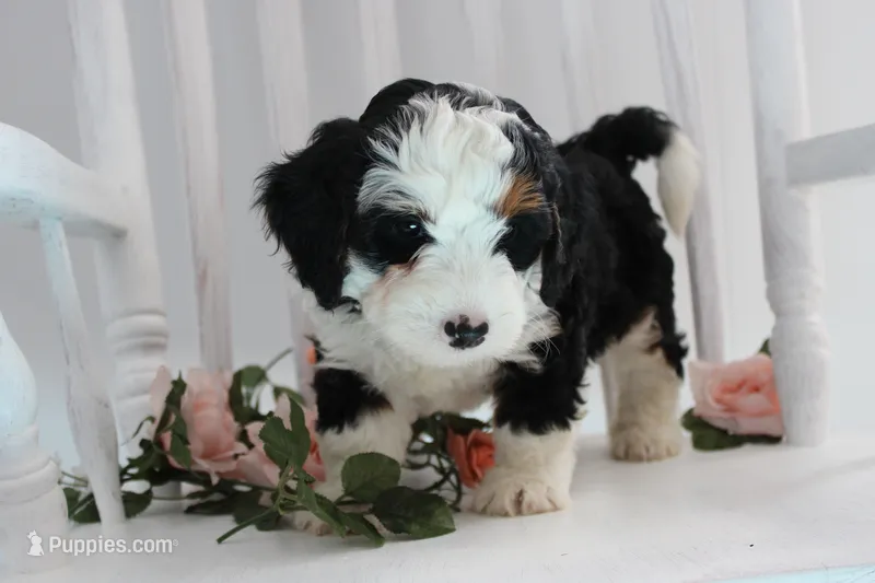 Benjie – Miniature Bernedoodle puppy for sale in Edon, OH