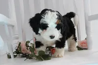 Benjie, a male Miniature Bernedoodle for sale in Edon, OH – 3 of 7