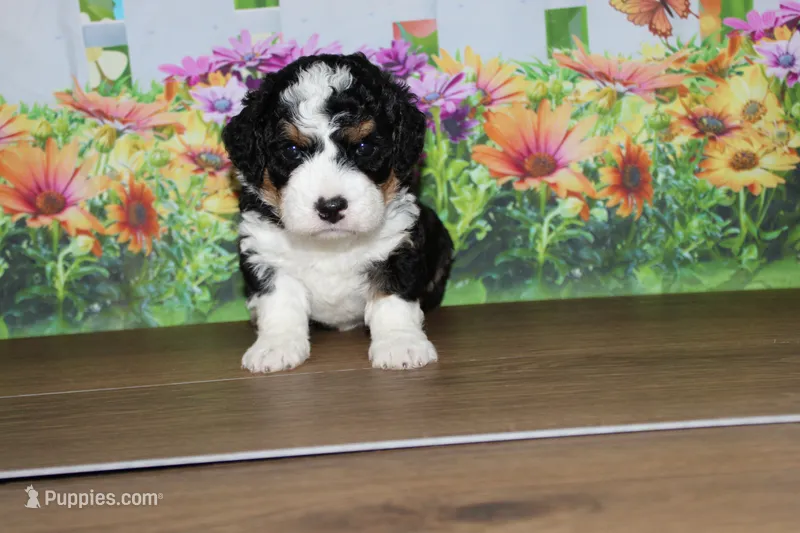 marshal – Miniature Bernedoodle puppy for sale in Edon, OH