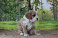 Zach, a male Cavapoo for sale in Edon, OH – 2 of 7