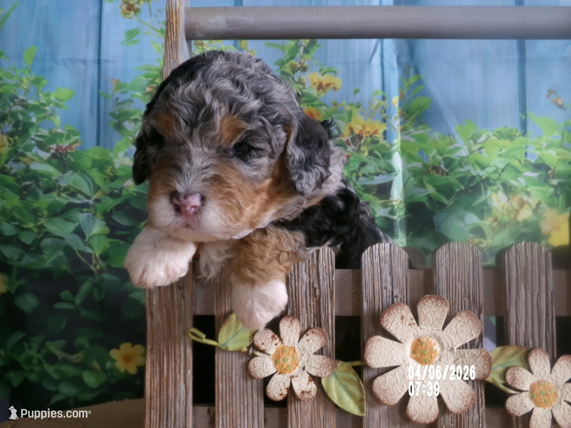 Jake – Miniature Bernedoodle puppy for sale in Edon, OH