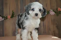 lacy , a female Miniature Bernedoodle for sale in Edon, OH – 2 of 5