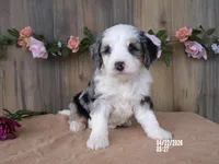 lacy , a female Miniature Bernedoodle for sale in Edon, OH – 5 of 5