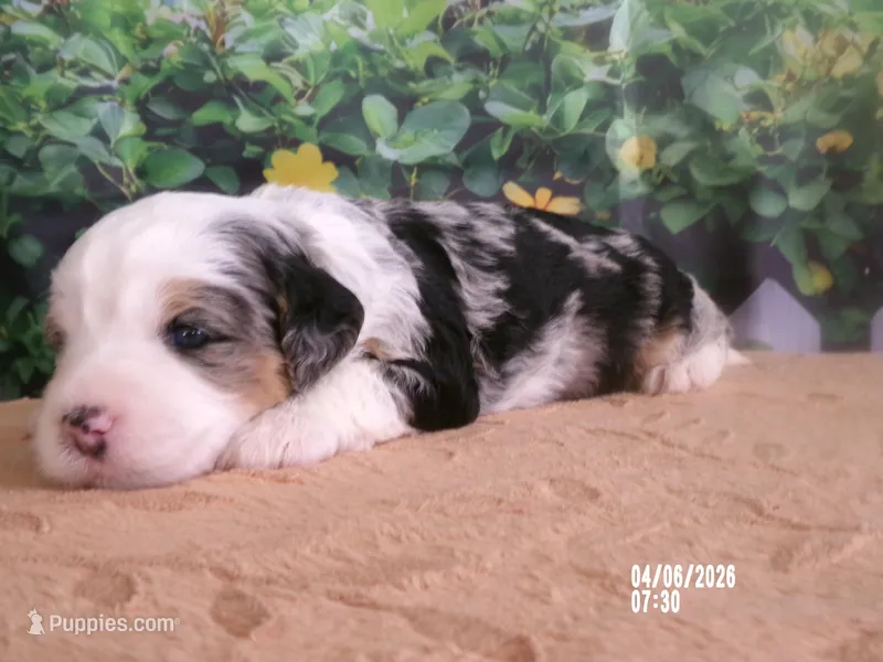 lacy  – Miniature Bernedoodle puppy for sale in Edon, OH